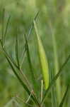 Longleaf milkweed